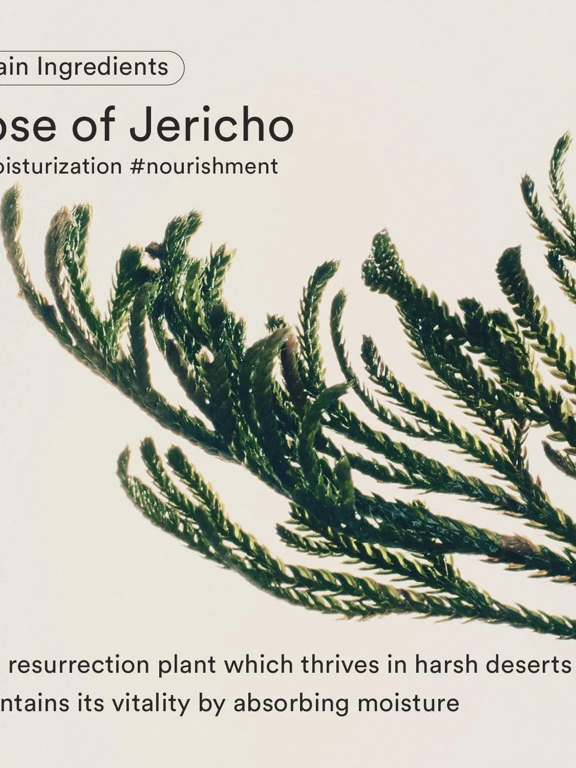Abib Jericho rose bifida serum firming drop