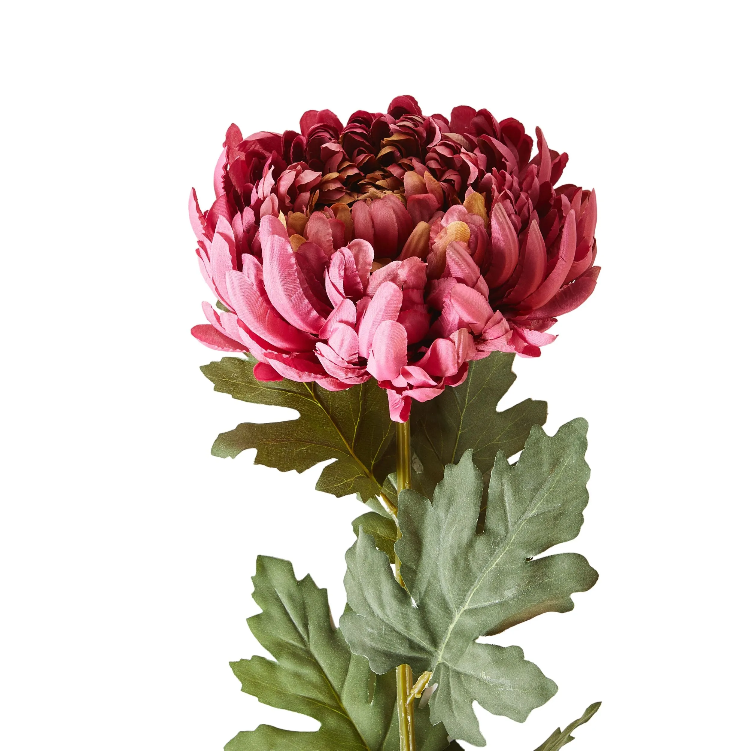 Blume Blush Chrysanthemum 113cm