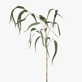 Eucalyptus Long Leaf Spray Grey Green